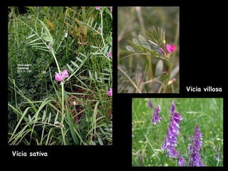 Vicia sativa Vicia villosa 