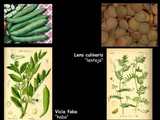 Vicia faba  “haba” Lens culinaris  “lenteja” 