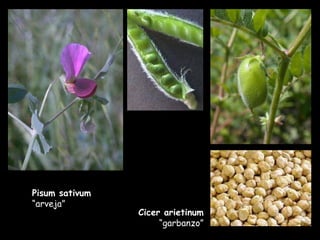 Pisum sativum  “arveja” Cicer arietinum  “garbanzo” 