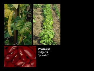 Phaseolus vulgaris  “poroto” 