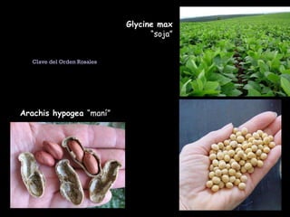 Arachis hypogea  “maní” Glycine max  “soja” Clave del Orden Rosales  
