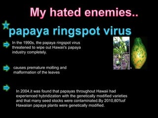 In the 1990s, the papaya ringspot virus
threatened to wipe out Hawaii's papaya
industry completely.
causes premature molting and
malformation of the leaves
In 2004,it was found that papayas throughout Hawaii had
experienced hybridization with the genetically modified varieties
and that many seed stocks were contaminated.By 2010,80%of
Hawaiian papaya plants were genetically modified.
 