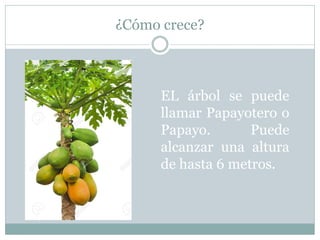 ¿Cómo crece?
EL árbol se puede
llamar Papayotero o
Papayo. Puede
alcanzar una altura
de hasta 6 metros.
 