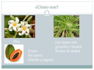 ¿Cómo son?
Flor Las hojas son
grandes y tienen
forma de dedos.Fruto.
Es suave,
blando y jugoso
 
