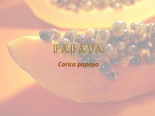Carica papaya
 