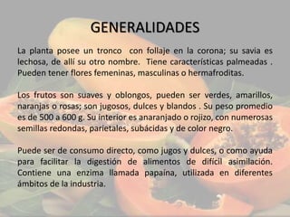 GENERALIDADES
La planta posee un tronco con follaje en la corona; su savia es
lechosa, de allí su otro nombre. Tiene características palmeadas .
Pueden tener flores femeninas, masculinas o hermafroditas.
Los frutos son suaves y oblongos, pueden ser verdes, amarillos,
naranjas o rosas; son jugosos, dulces y blandos . Su peso promedio
es de 500 a 600 g. Su interior es anaranjado o rojizo, con numerosas
semillas redondas, parietales, subácidas y de color negro.
Puede ser de consumo directo, como jugos y dulces, o como ayuda
para facilitar la digestión de alimentos de difícil asimilación.
Contiene una enzima llamada papaína, utilizada en diferentes
ámbitos de la industria.
 