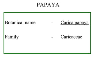 PAPAYA
Botanical name - Carica papaya
Family - Caricaceae
 