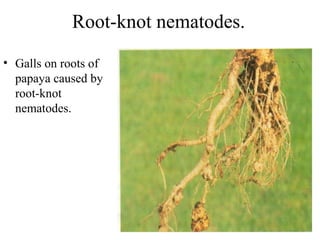 Papaya Roots Image Papaya production technilogy | PPT