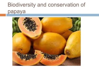 Biodiversity and conservation of
papaya
 