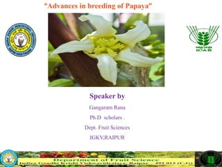 “Advances in breeding of Papaya”
Speaker by
Gangaram Rana
Ph.D scholars .
Dept. Fruit Sciences
IGKV,RAIPUR
 