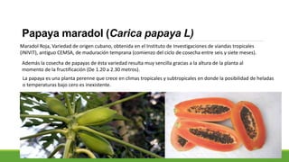 Papaya maradol (Carica papaya L)
Maradol Roja, Variedad de origen cubano, obtenida en el Instituto de Investigaciones de viandas tropicales
(INIVIT), antiguo CEMSA, de maduración temprana (comienzo del ciclo de cosecha entre seis y siete meses).
Además la cosecha de papayas de ésta variedad resulta muy sencilla gracias a la altura de la planta al
momento de la fructificación (De 1.20 a 2.30 metros).
La papaya es una planta perenne que crece en climas tropicales y subtropicales en donde la posibilidad de heladas
o temperaturas bajo cero es inexistente.
 