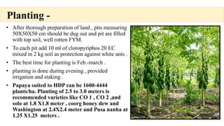 Fym Well Rotted Papaya cultivation.pptx Introduction, production techniques, cultivars ...