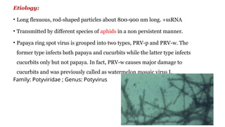Flexuous Rods Particles Comprehensive Guide to Papaya Diseases: Identification and Management ...