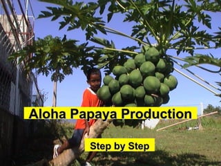 Aloha Papaya ProductionAloha Papaya Production
Step by StepStep by Step
 