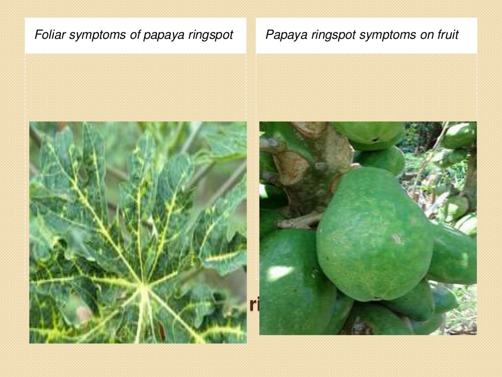 Papaya diseases By Allah Dad Khan Provincial Coordinator IPM KPK M…