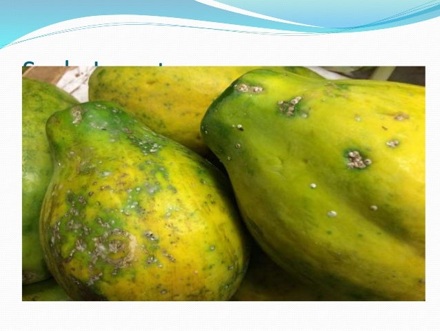 Papaya Insects A Lecture To Tot Trainees Ffs By Mr Allah Dad K