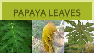 PAPAYA LEAVES
This Photo by Unknown Author is licensed under CC
BY-SA-NC
 