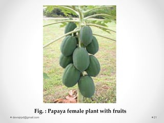 Fig. : Papaya female plant with fruits
devrajrpd@gmail.com 21
 