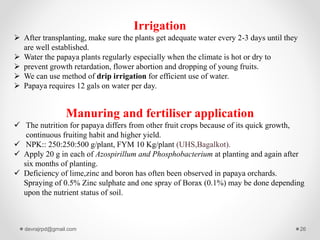 Irrigation
 After transplanting, make sure the plants get adequate water every 2-3 days until they
are well established.
 Water the papaya plants regularly especially when the climate is hot or dry to
 prevent growth retardation, flower abortion and dropping of young fruits.
 We can use method of drip irrigation for efficient use of water.
 Papaya requires 12 gals on water per day.
Manuring and fertiliser application
 The nutrition for papaya differs from other fruit crops because of its quick growth,
continuous fruiting habit and higher yield.
 NPK:: 250:250:500 g/plant, FYM 10 Kg/plant (UHS,Bagalkot).
 Apply 20 g in each of Azospirillum and Phosphobacterium at planting and again after
six months of planting.
 Deficiency of lime,zinc and boron has often been observed in papaya orchards.
Spraying of 0.5% Zinc sulphate and one spray of Borax (0.1%) may be done depending
upon the nutrient status of soil.
devrajrpd@gmail.com 26
 