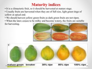 Maturity indices
• It is a climacteric fruit, so it should be harvested at mature stage.
• Usually fruits are harvested when they are of full size, light green tinge of
yellow at epical end.
• We should harvest yellow green fruits as dark green fruits are not ripen.
• When the latex ceases to be milky and become watery, the fruits are suitable
for harvesting.
devrajrpd@gmail.com 28
 