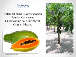 PAPAYA
Botanical name : Carica papaya
Family: Caricaceae
Chromosome no. : 2n=2X=18
Origin : Mexico
devrajrpd@gmail.com 3
 