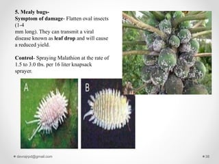 5. Mealy bugs-
Symptom of damage- Flatten oval insects
(1-4
mm long). They can transmit a viral
disease known as leaf drop and will cause
a reduced yield.
Control- Spraying Malathion at the rate of
1.5 to 3.0 tbs. per 16 liter knapsack
sprayer.
devrajrpd@gmail.com 38
 