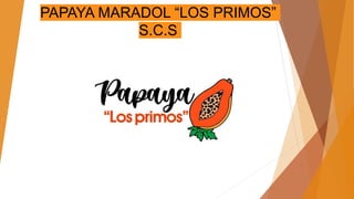 PAPAYA MARADOL “LOS PRIMOS”
S.C.S
 