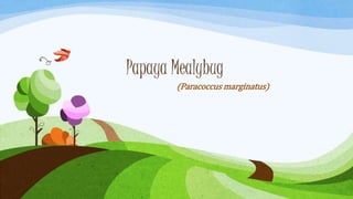 Papaya Mealybug
(Paracoccus marginatus)
 
