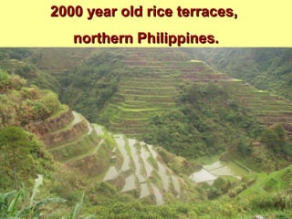 2000 year old rice terraces,2000 year old rice terraces,
northern Philippines.northern Philippines.
 