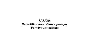 PAPAYA
Scientific name: Carica papaya
Family: Caricaceae
 