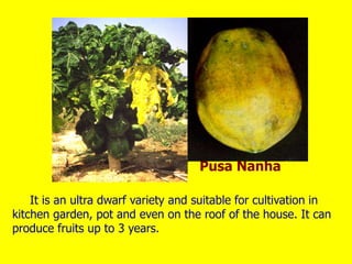 It is an ultra dwarf variety and suitable for cultivation in
kitchen garden, pot and even on the roof of the house. It can
produce fruits up to 3 years.
Pusa Nanha
 