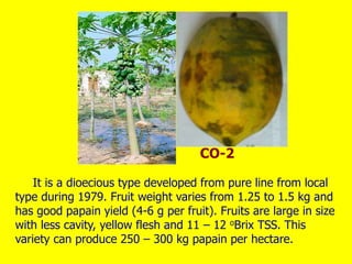 It is a dioecious type developed from pure line from local
type during 1979. Fruit weight varies from 1.25 to 1.5 kg and
has good papain yield (4-6 g per fruit). Fruits are large in size
with less cavity, yellow flesh and 11 – 12 oBrix TSS. This
variety can produce 250 – 300 kg papain per hectare.
CO-2
 