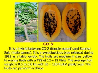 It is a hybrid between CO-2 (female parent) and Sunrise
Solo (male parent). It is a gynodioecious type released during
1983 as a table variety. The fruits are medium in size, yellow
to orange flesh with a TSS of 12 – 13 oBrix. The average fruit
weight is 0.5 to 0.8 kg with 90 – 120 fruits/ plant/ year. The
fruits are pyriform in shape.
CO-3
 
