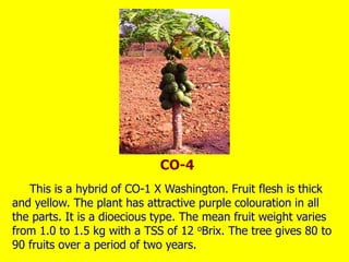 This is a hybrid of CO-1 X Washington. Fruit flesh is thick
and yellow. The plant has attractive purple colouration in all
the parts. It is a dioecious type. The mean fruit weight varies
from 1.0 to 1.5 kg with a TSS of 12 oBrix. The tree gives 80 to
90 fruits over a period of two years.
CO-4
 