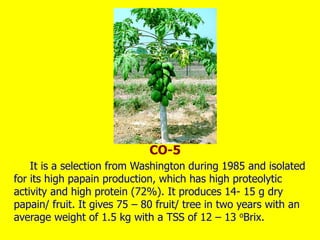 It is a selection from Washington during 1985 and isolated
for its high papain production, which has high proteolytic
activity and high protein (72%). It produces 14- 15 g dry
papain/ fruit. It gives 75 – 80 fruit/ tree in two years with an
average weight of 1.5 kg with a TSS of 12 – 13 oBrix.
CO-5
 