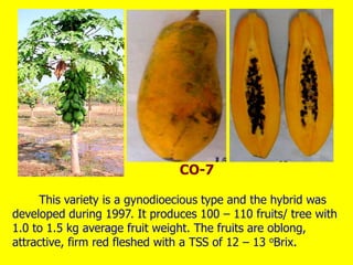 This variety is a gynodioecious type and the hybrid was
developed during 1997. It produces 100 – 110 fruits/ tree with
1.0 to 1.5 kg average fruit weight. The fruits are oblong,
attractive, firm red fleshed with a TSS of 12 – 13 oBrix.
CO-7
 