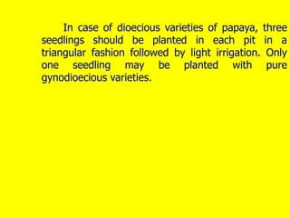 In case of dioecious varieties of papaya, three
seedlings should be planted in each pit in a
triangular fashion followed by light irrigation. Only
one seedling may be planted with pure
gynodioecious varieties.
 