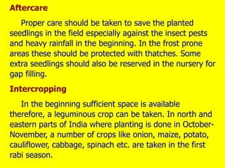 Aftercare
Proper care should be taken to save the planted
seedlings in the field especially against the insect pests
and heavy rainfall in the beginning. In the frost prone
areas these should be protected with thatches. Some
extra seedlings should also be reserved in the nursery for
gap filling.
Intercropping
In the beginning sufficient space is available
therefore, a leguminous crop can be taken. In north and
eastern parts of India where planting is done in October-
November, a number of crops like onion, maize, potato,
cauliflower, cabbage, spinach etc. are taken in the first
rabi season.
 