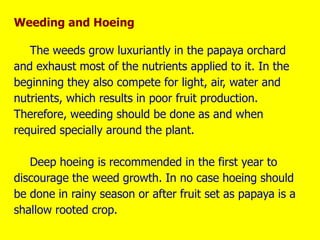 Weeding and Hoeing
The weeds grow luxuriantly in the papaya orchard
and exhaust most of the nutrients applied to it. In the
beginning they also compete for light, air, water and
nutrients, which results in poor fruit production.
Therefore, weeding should be done as and when
required specially around the plant.
Deep hoeing is recommended in the first year to
discourage the weed growth. In no case hoeing should
be done in rainy season or after fruit set as papaya is a
shallow rooted crop.
 