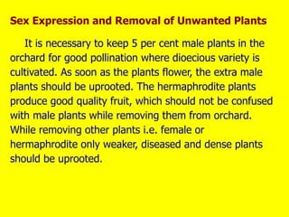 Sex Expression and Removal of Unwanted Plants
It is necessary to keep 5 per cent male plants in the
orchard for good pollination where dioecious variety is
cultivated. As soon as the plants flower, the extra male
plants should be uprooted. The hermaphrodite plants
produce good quality fruit, which should not be confused
with male plants while removing them from orchard.
While removing other plants i.e. female or
hermaphrodite only weaker, diseased and dense plants
should be uprooted.
 