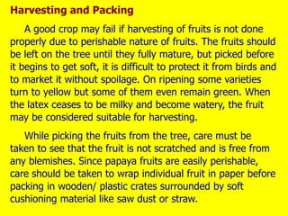 Harvesting and Packing
A good crop may fail if harvesting of fruits is not done
properly due to perishable nature of fruits. The fruits should
be left on the tree until they fully mature, but picked before
it begins to get soft, it is difficult to protect it from birds and
to market it without spoilage. On ripening some varieties
turn to yellow but some of them even remain green. When
the latex ceases to be milky and become watery, the fruit
may be considered suitable for harvesting.
While picking the fruits from the tree, care must be
taken to see that the fruit is not scratched and is free from
any blemishes. Since papaya fruits are easily perishable,
care should be taken to wrap individual fruit in paper before
packing in wooden/ plastic crates surrounded by soft
cushioning material like saw dust or straw.
 