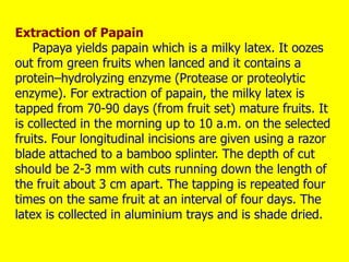 Extraction of Papain
Papaya yields papain which is a milky latex. It oozes
out from green fruits when lanced and it contains a
protein–hydrolyzing enzyme (Protease or proteolytic
enzyme). For extraction of papain, the milky latex is
tapped from 70-90 days (from fruit set) mature fruits. It
is collected in the morning up to 10 a.m. on the selected
fruits. Four longitudinal incisions are given using a razor
blade attached to a bamboo splinter. The depth of cut
should be 2-3 mm with cuts running down the length of
the fruit about 3 cm apart. The tapping is repeated four
times on the same fruit at an interval of four days. The
latex is collected in aluminium trays and is shade dried.
 
