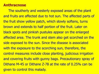Anthracnose
The southerly and westerly exposed areas of the plant
and fruits are affected due to hot sun. The affected parts of
the fruit show yellow patch, which slowly softens, turns
brown and extends to half portion of the fruit. Later on
black spots and pinkish pustules appear on the enlarged
affected area. The trunk and stem also get scorched on the
side exposed to the sun. Since the disease is associated
with the exposure to the scorching sun, therefore, the
control measures include close planting, judicious irrigation
and covering fruits with gunny bags. Precautionary spray of
Dithane M-45 or Dithane Z-78 at the rate of 0.25% can be
given to control this malady.
 
