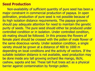 Seed Production
Non-availability of sufficient quantity of pure seed has been a
major constraint in commercial production of papaya. In open
pollination, production of pure seed is not possible because of
its high isolation distance requirements. The papaya growers
should pay adequate attention for need to maintain the genetic
purity of seeds. The pure seed should either be produced under
controlled condition or in isolation. Under controlled condition,
sib mating should be followed. In this process the flowers of
female plant should be crossed with the pollen of male flower of
the same dioecious variety. Under isolation condition, a single
variety should be grown at a distance of 400 to 1000 m
depending on local conditions and the activity of vectors. If the
suitable isolation distance is not available, seed production may
be done inside any tall growing orchard like mango, litchi,
cashew, sapota and ber. These tall fruit trees act as a physical
barrier against contamination by foreign pollen.
 