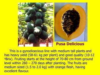 This is a gynodioecious line with medium tall plants and
has heavy yield (58-61 kg per plant) and good quality (10-12
oBrix). Fruiting starts at the height of 70-80 cm from ground
level within 260 – 270 days after planting. The fruits are
medium sized (1.5 to 2.0 kg) with orange flesh, having
excellent flavour.
Pusa Delicious
 