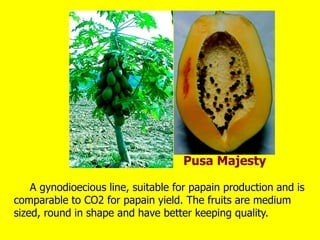 A gynodioecious line, suitable for papain production and is
comparable to CO2 for papain yield. The fruits are medium
sized, round in shape and have better keeping quality.
Pusa Majesty
 