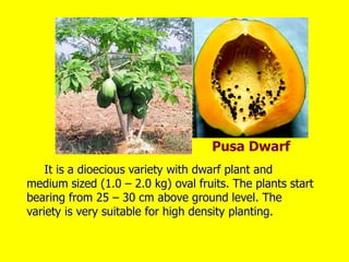 It is a dioecious variety with dwarf plant and
medium sized (1.0 – 2.0 kg) oval fruits. The plants start
bearing from 25 – 30 cm above ground level. The
variety is very suitable for high density planting.
Pusa Dwarf
 