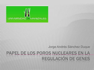 Papel de los Poros Nucleares en la regulación de genes  Jorge Andrés Sánchez Duque 