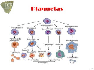 Plaquetas




            Dr. JFF
 