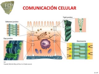 COMUNICACIÓN CELULAR




                       Dr. JFF
 